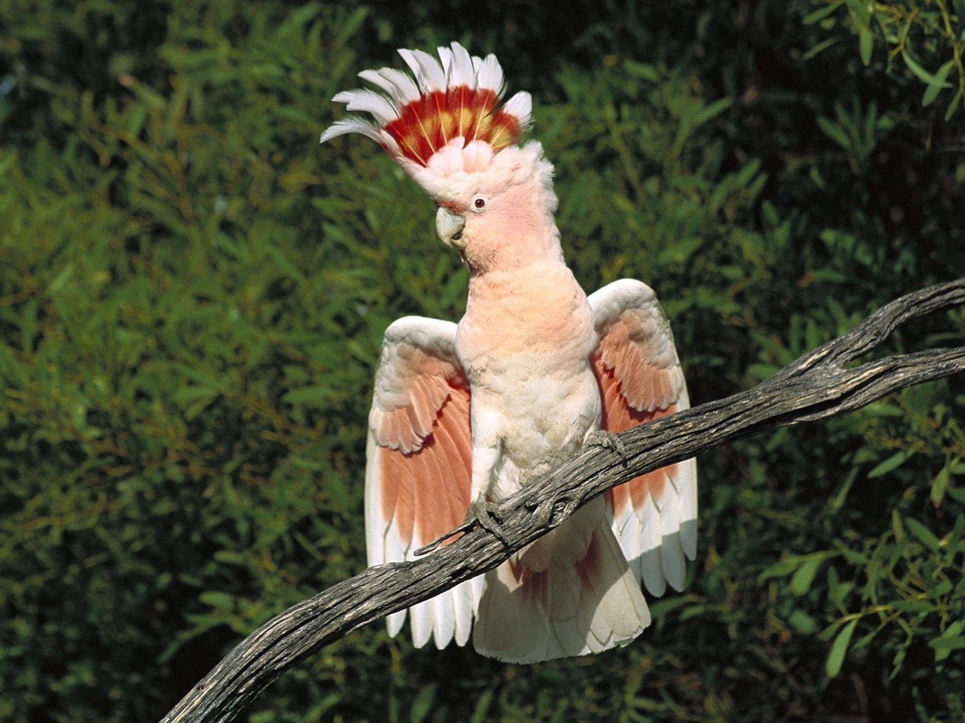 animais pássaro papagaio pena vida selvagem natureza asa solteiro bico