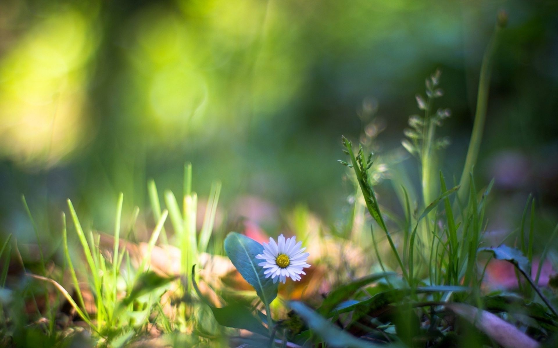 piante natura fiore erba estate giardino foglia flora campo fieno bel tempo crescita colore sole luminoso all aperto sfocatura stagione primo piano dop