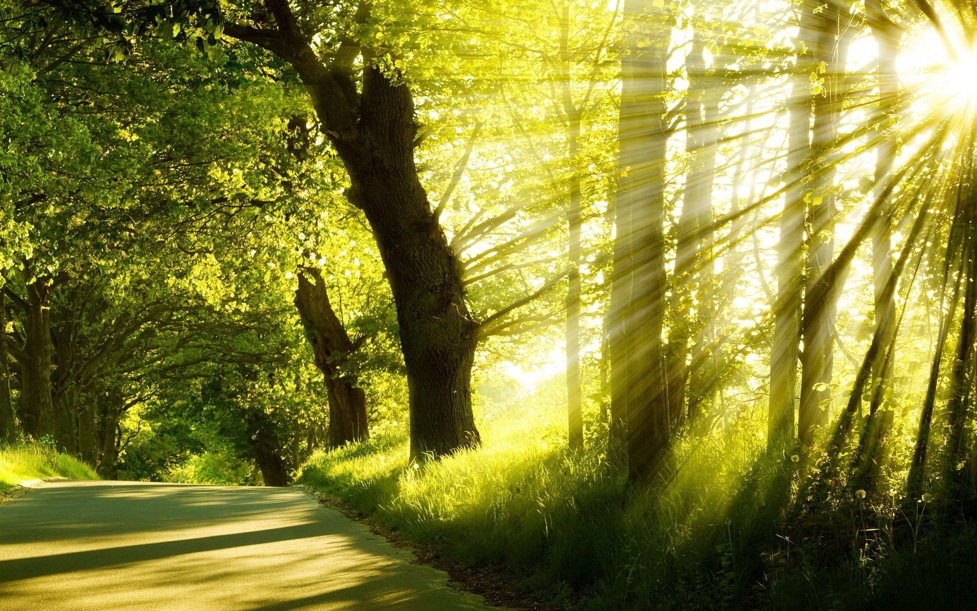 la luz del sol y los rayos naturaleza árbol madera paisaje parque hoja buen tiempo sol amanecer manual al aire libre otoño hierba sunbim verano temporada carretera medio ambiente brillante