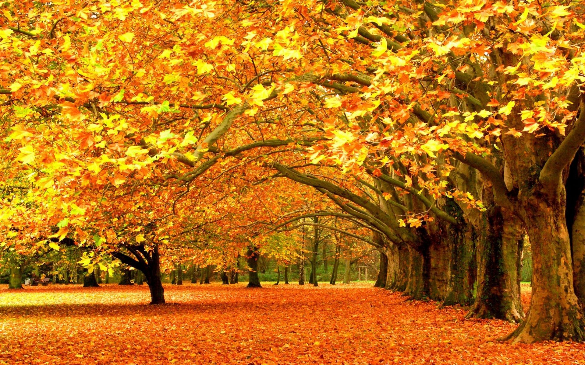 otoño otoño hoja arce árbol temporada parque madera naturaleza paisaje oro rama escénico callejón campo brillante exuberante paisaje al aire libre avenida