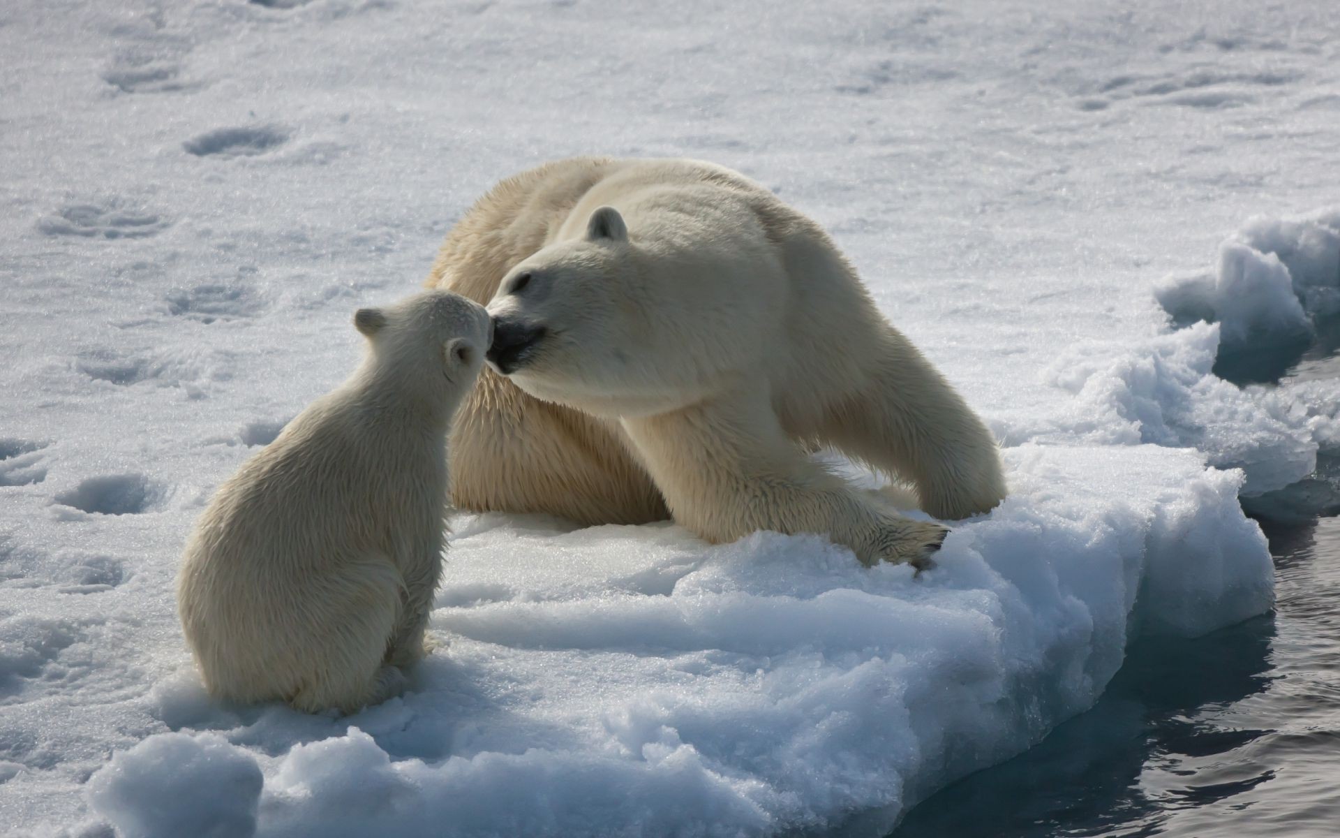 bears snow frosty winter ice cold polar mammal outdoors wildlife frozen nature water frost daylight