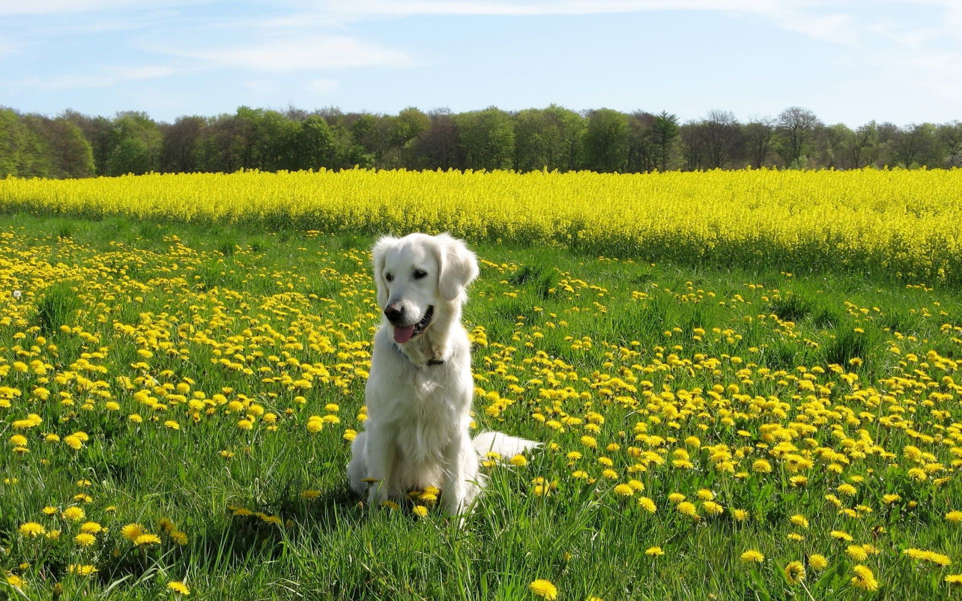 dogs grass field hayfield flower summer landscape nature dandelion outdoors