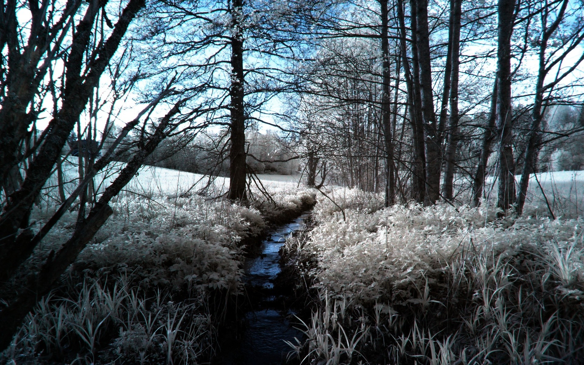 création paysage arbre hiver bois nature saison temps froid neige gel branche parc beau temps congelé scène scénique aube environnement paysage brouillard