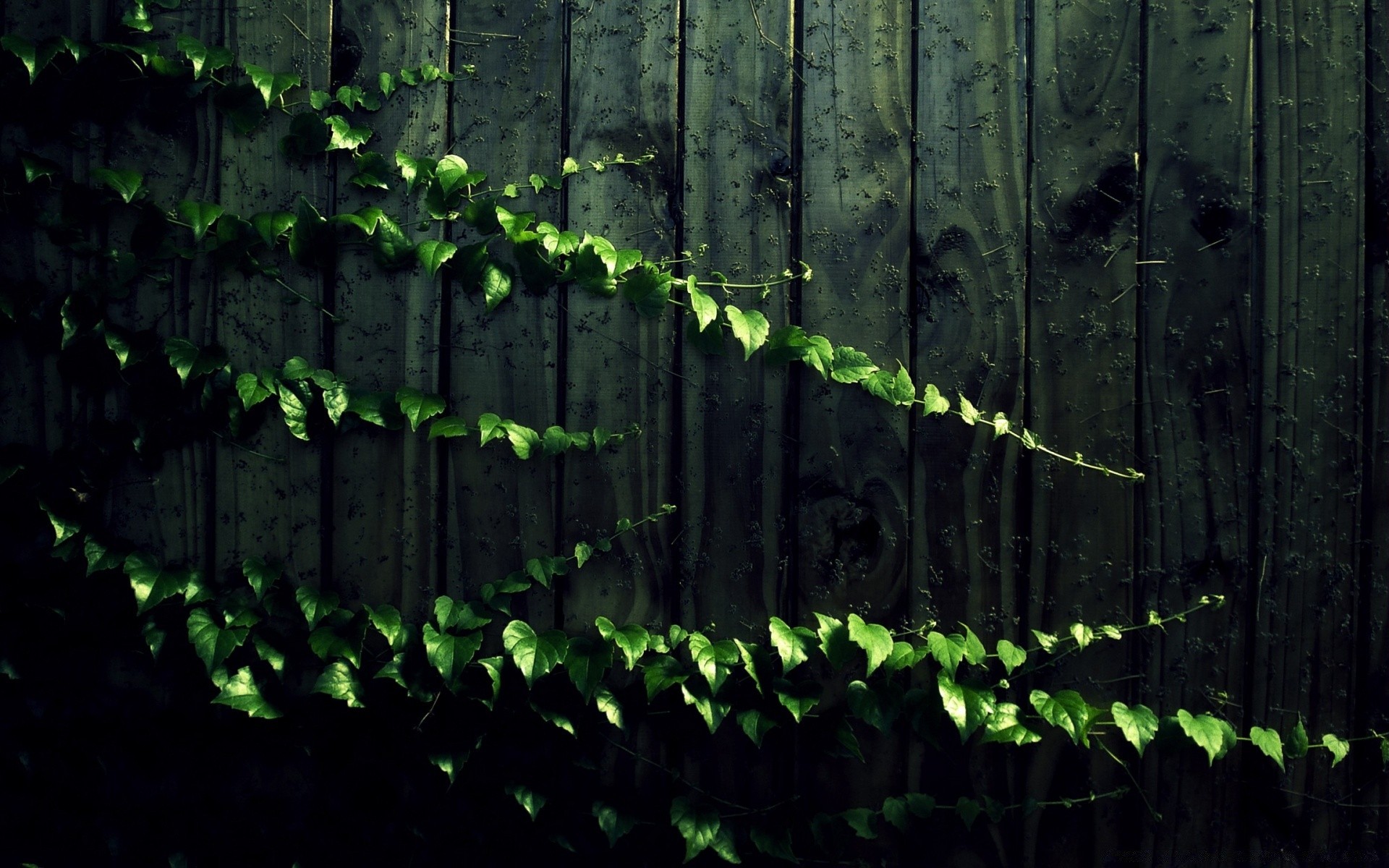 creativo madera escritorio hoja pared textura crecimiento hiedra patrón flora naturaleza abstracto viejo oscuro madera diseño fondo vid luz jardín