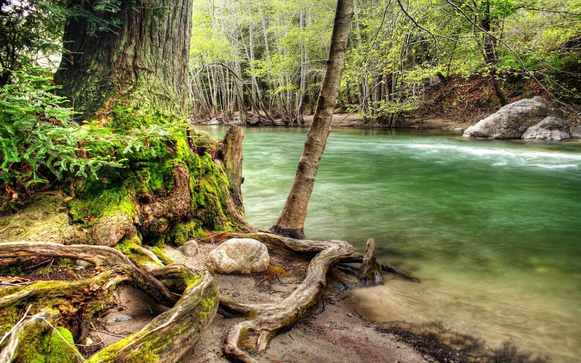 creativo naturaleza madera agua árbol hoja paisaje río corriente verano salvaje flora al aire libre parque musgo viajes medio ambiente escénico otoño cascada corriente