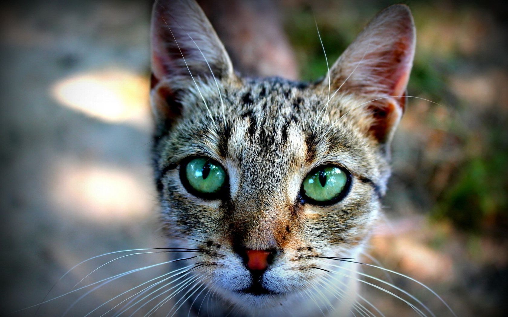 chat chat animal fourrure mignon nature animal portrait oeil mammifère chaton petit jeune domestique moustache adorable cheveux aperçu