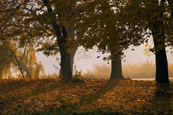 Alba nella foresta autunnale con foglie cadute