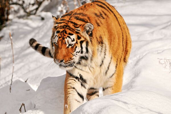 Tigre acechando a través de la nieve