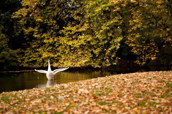 Otoño árboles hojas amarillas cisne en el estanque