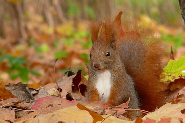 Scoiattolo seduto sul fogliame autunnale