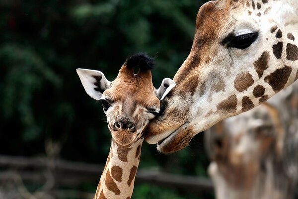 Bilder von Wildtieren Giraffen