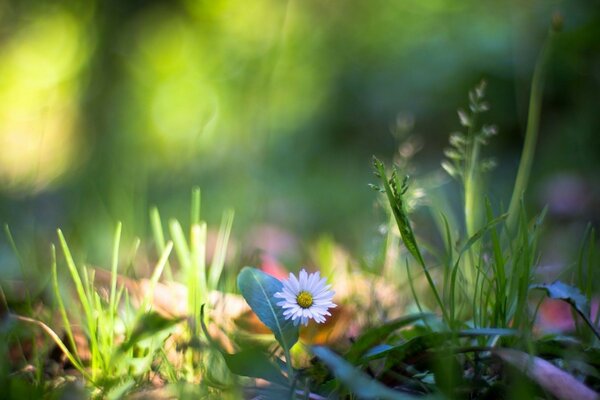 A white flower in the green grass