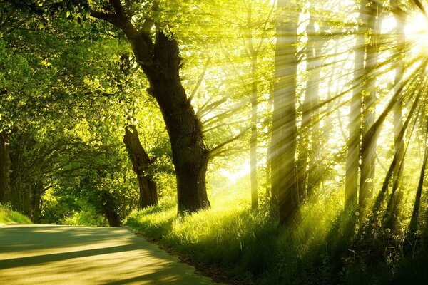 Morning glow of the sun in the green forest