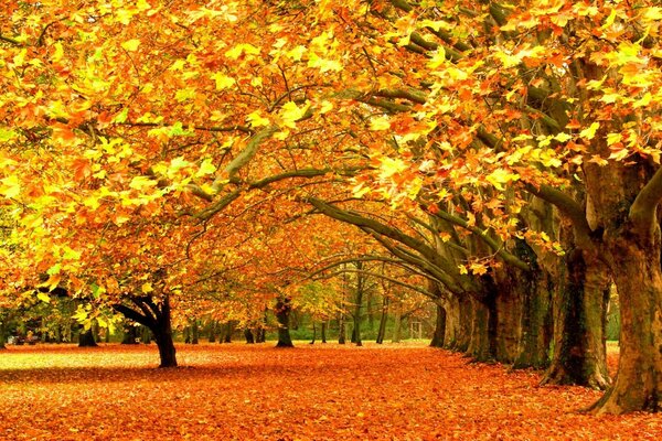 Herbstpark mit Blättern übersät