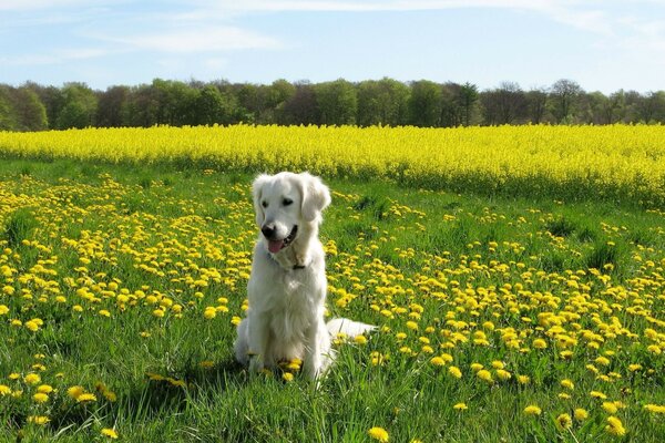 Hund in einem grünen Löwenzahnfeld