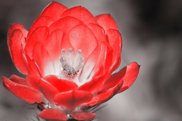 Rote Blume auf grauem Hintergrund