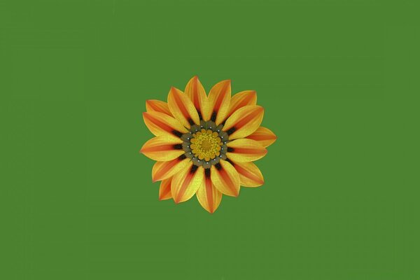 Bright orange flower on a green background