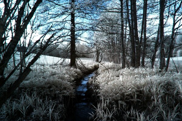 Bosque congelado de invierno contra el cielo azul