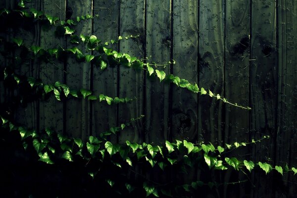 Planta trepadora contra fondo de valla de madera