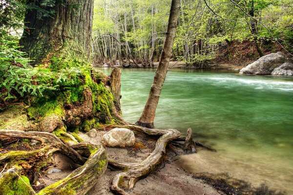 Foresta estiva sulla riva del fiume