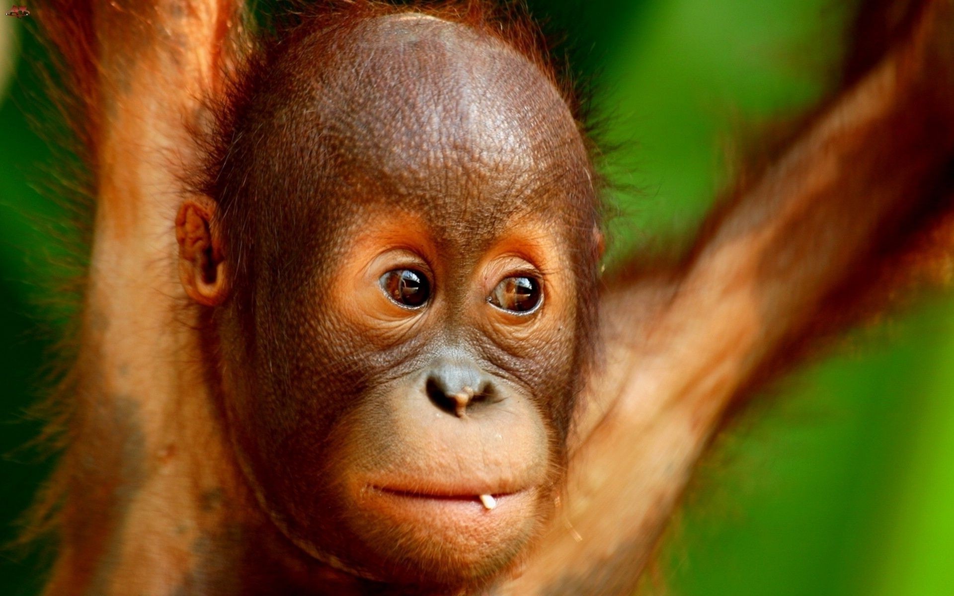 primati scimmia primate giungla wiggle fauna selvatica ritratto foresta pluviale sumatra mammifero orangutan carino zoo uno