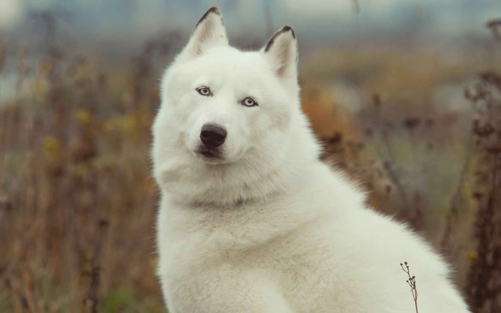 dogs frosty winter snow dog mammal wolf canine outdoors nature cold