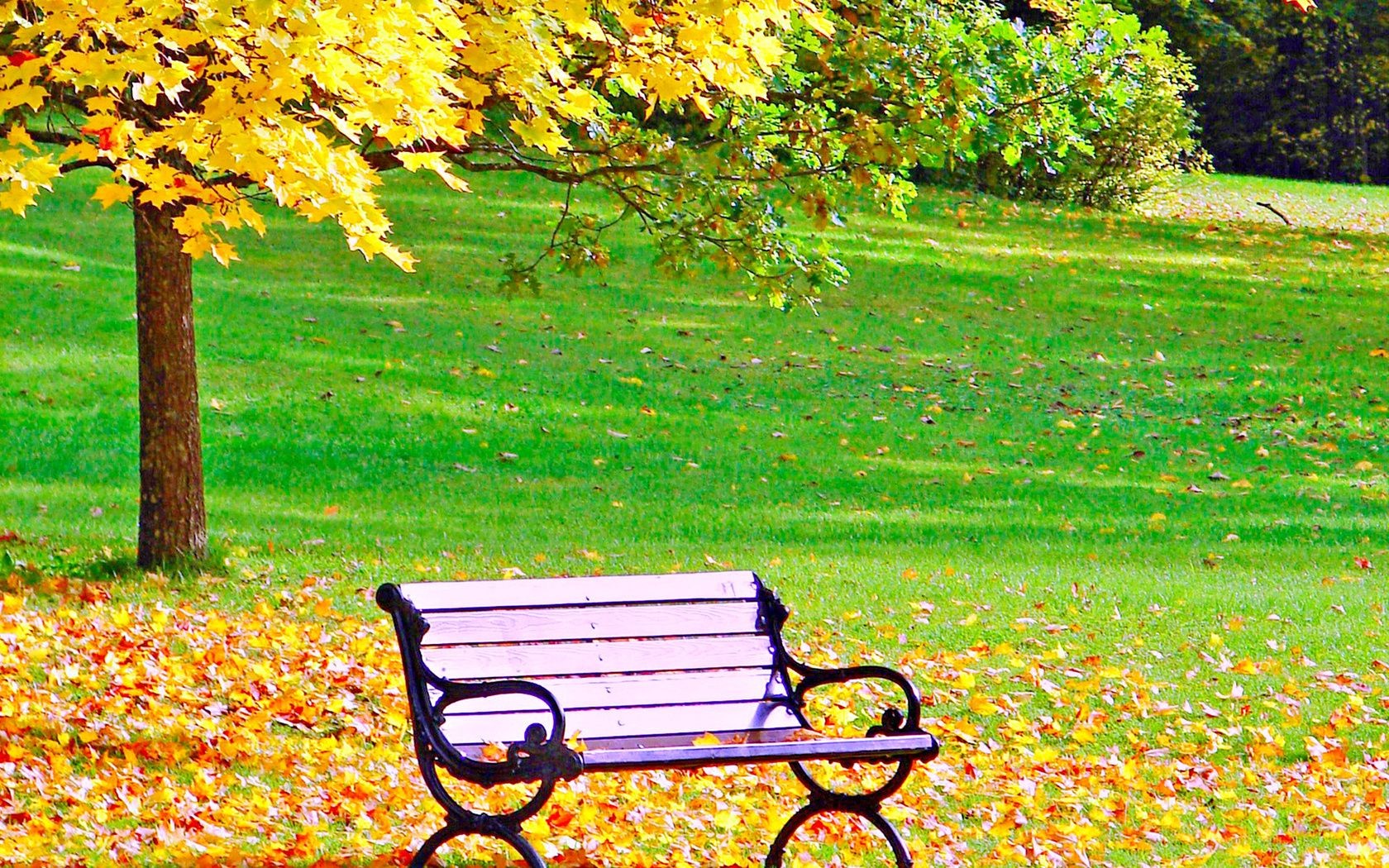 autumn fall bench leaf park nature season garden tree wood grass landscape maple outside color outdoors scene summer lawn flower