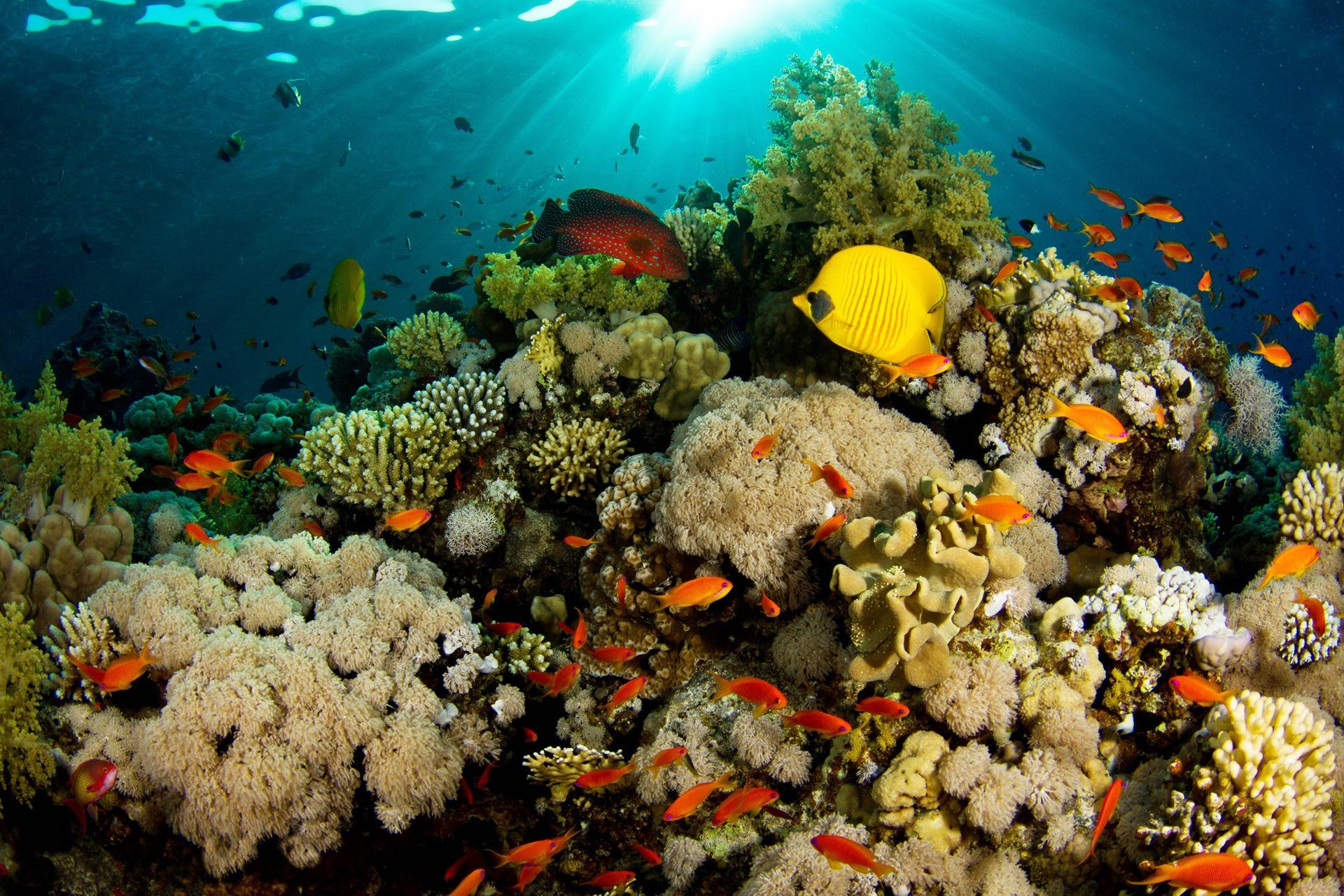 animaux sous-marin corail poissons récif océan tropical mer plongée