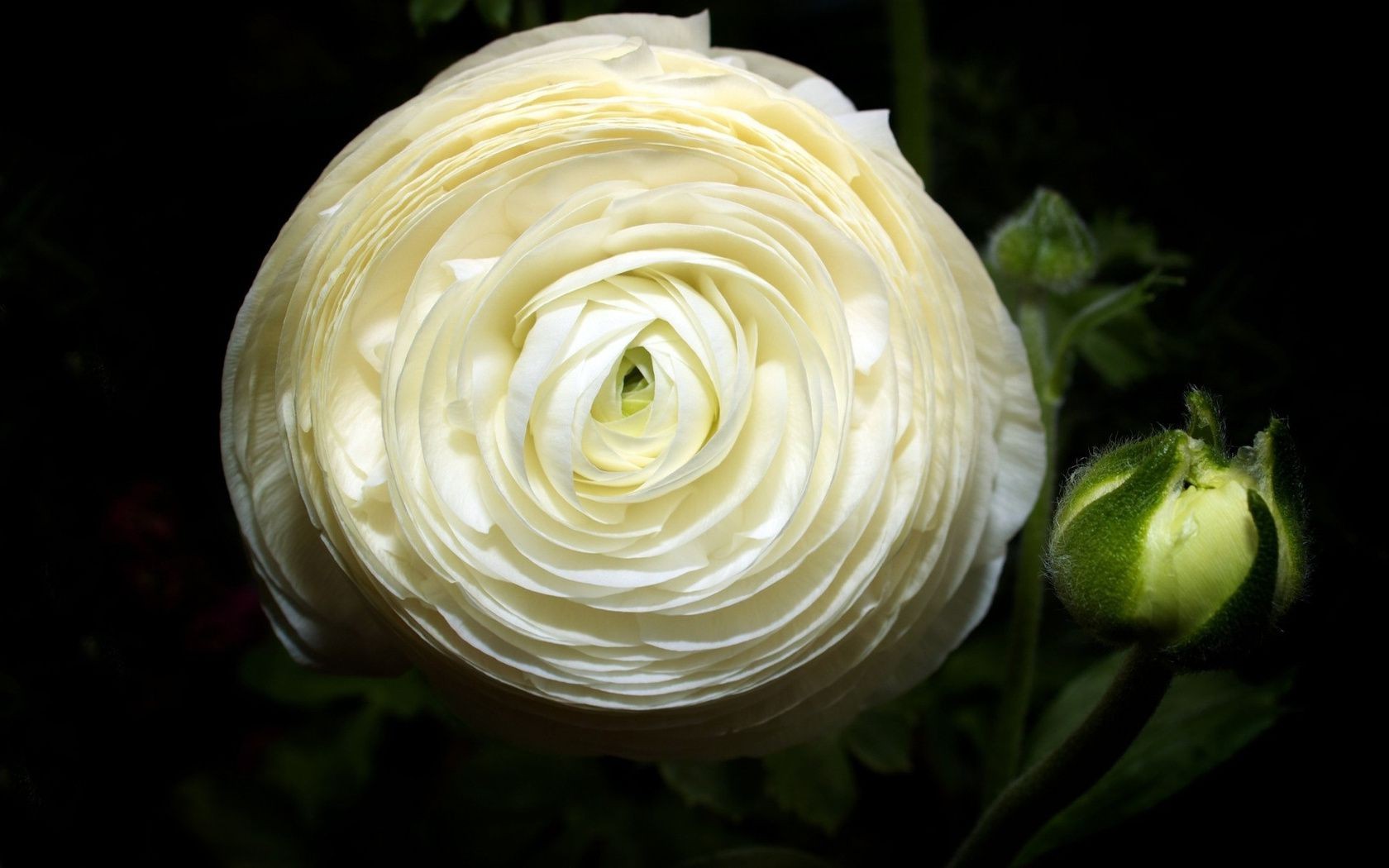 gros plan fleur feuille alimentaire bureau