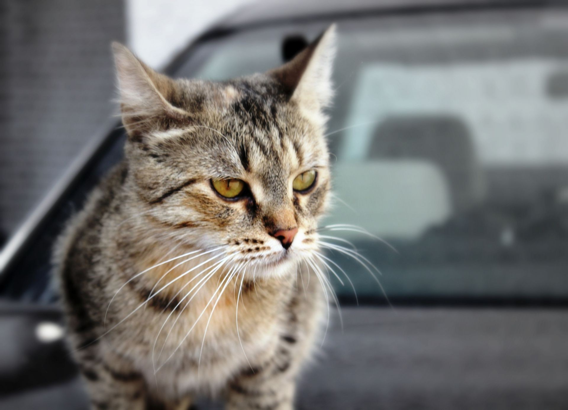 cats cat animal cute pet portrait eye fur domestic kitten mammal young little looking hair nature