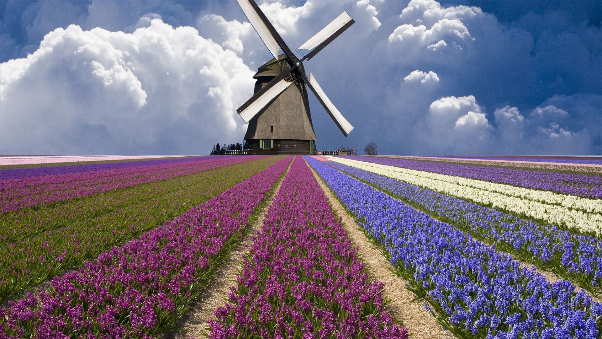 field of flowers windmill landscape agriculture outdoors farm nature sky countryside rural energy summer environment field wind flower cropland