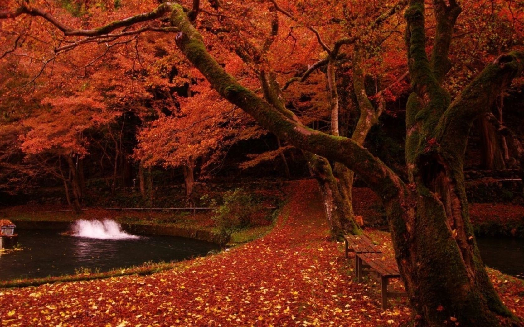 arbres automne feuille arbre érable bois paysage parc nature scénique à l extérieur saison branche aube luxuriante environnement lumière du jour eau paysage