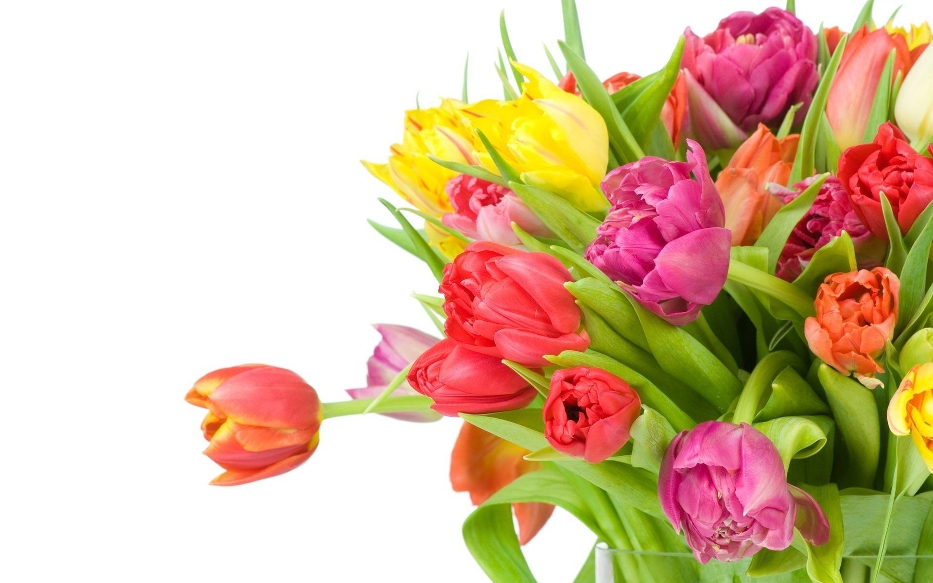 tulipes tulipe bouquet pâques nature fleur feuille flore floral cluster cadeau romance amour isolé lumineux couleur bluming emplacement romantique jardin