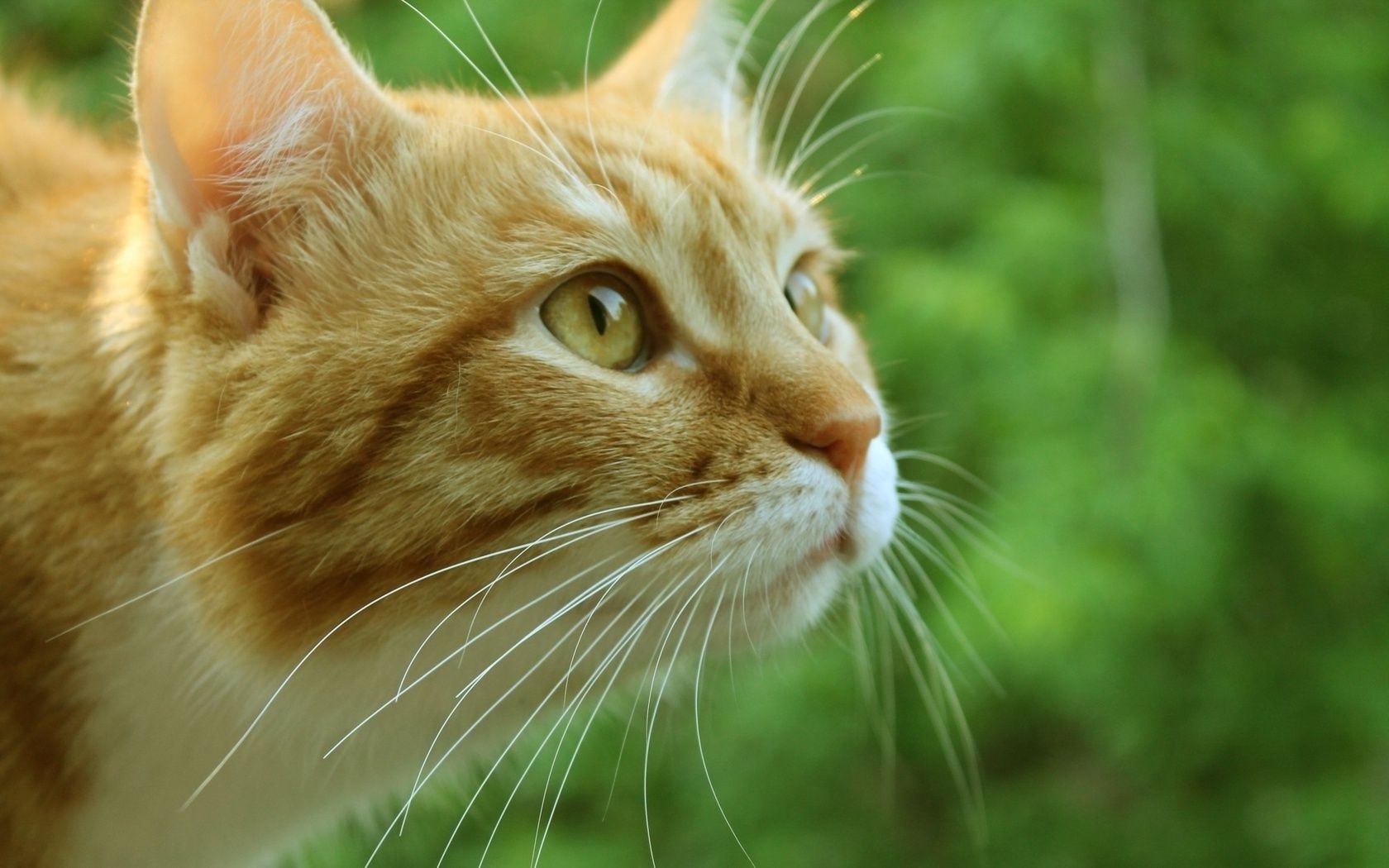 gatos fofa animal olho pele gato natureza animal de estimação bigode pequeno retrato jovem visualização mamífero doméstico para baixo cabelo gatinho