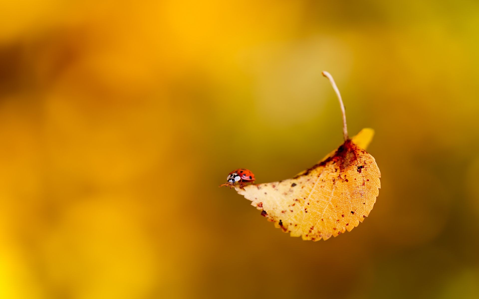 folioles nature insecte feuille fleur flou coccinelle à l extérieur automne dof invertébrés couleur flore la faune jardin