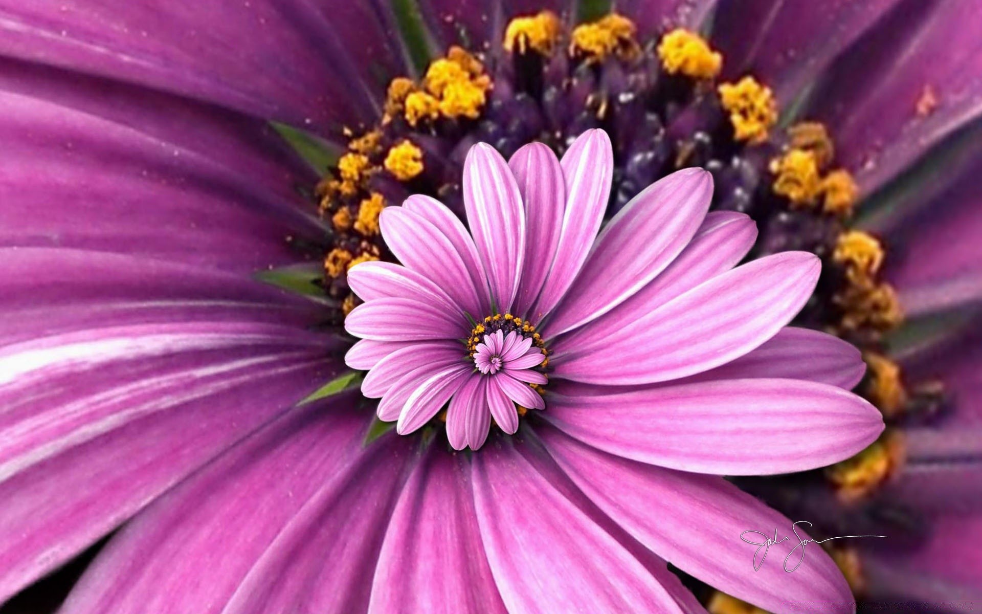 créativité fleur nature été couleur flore lumineux pétale jardin belle