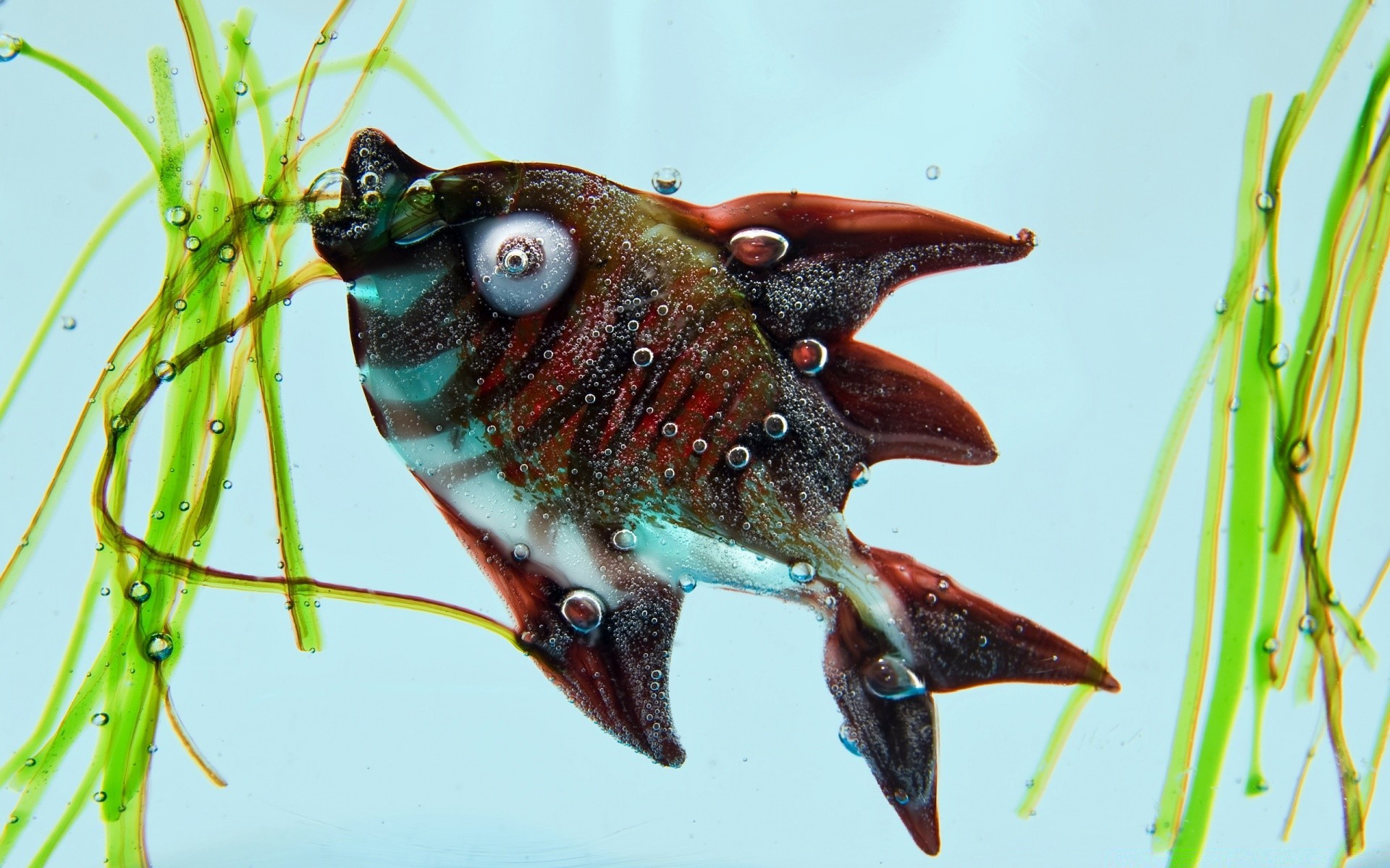 creative nature animal wildlife fish