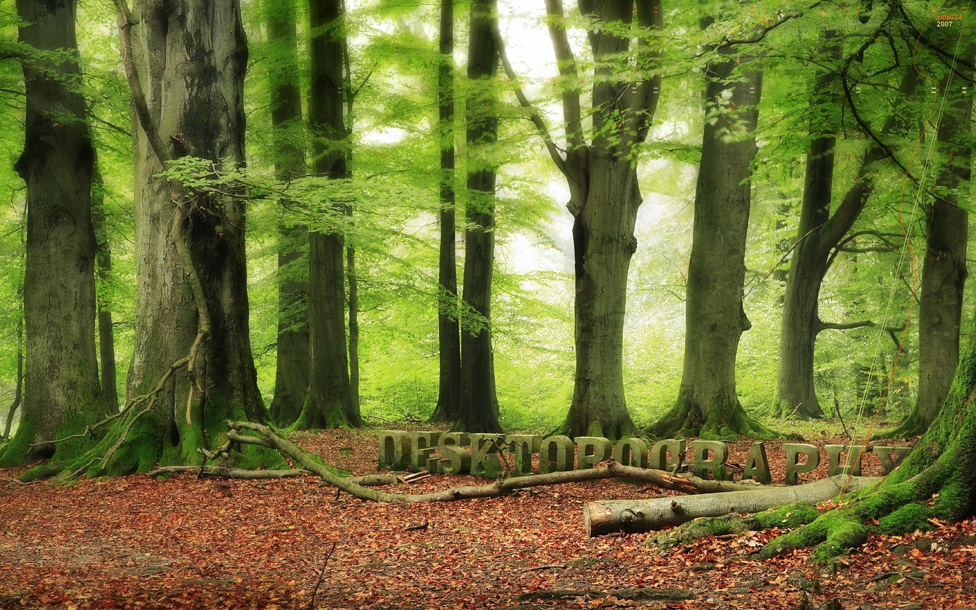 kreativ holz blatt holz natur landschaft park herbst nebel moos saison buche stamm guide flora zweig medium licht üppig landschaftlich nebel