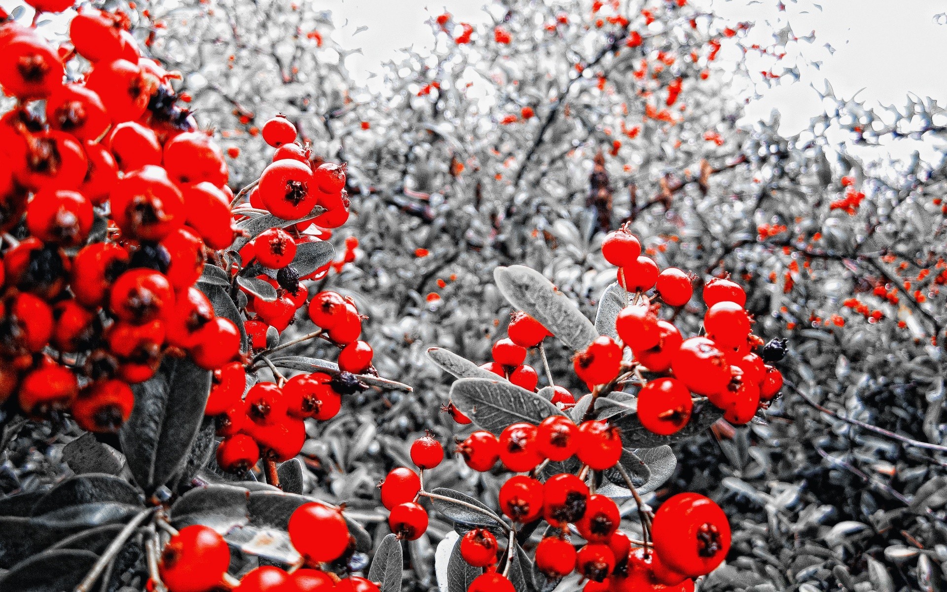 criativo árvore temporada ramo inverno natureza flora decoração cor ao ar livre flor arbusto folha brilhante desktop close-up jardim