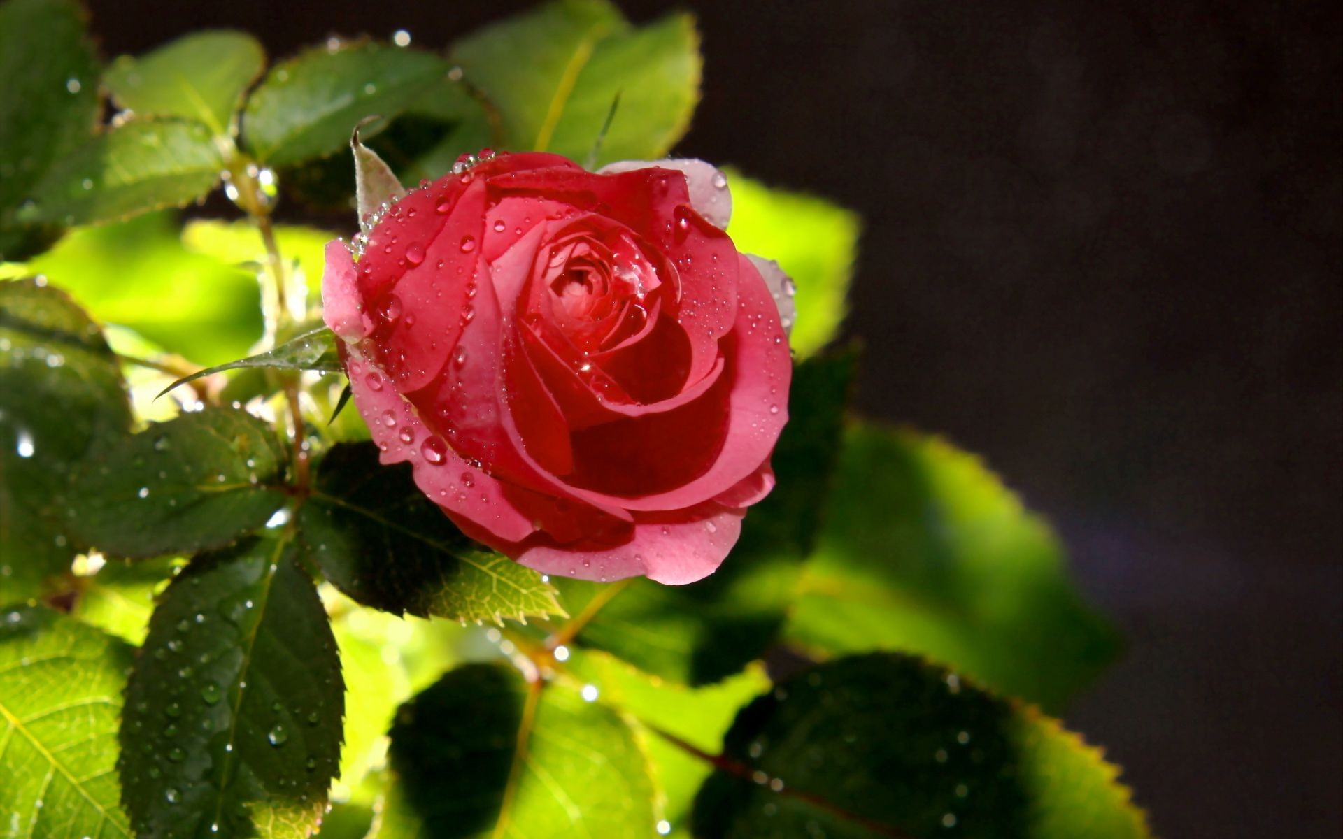 rose flower nature leaf flora garden floral love petal romance color beautiful romantic blooming summer close-up bud bright outdoors