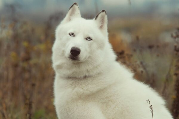 Cão beleza Husky