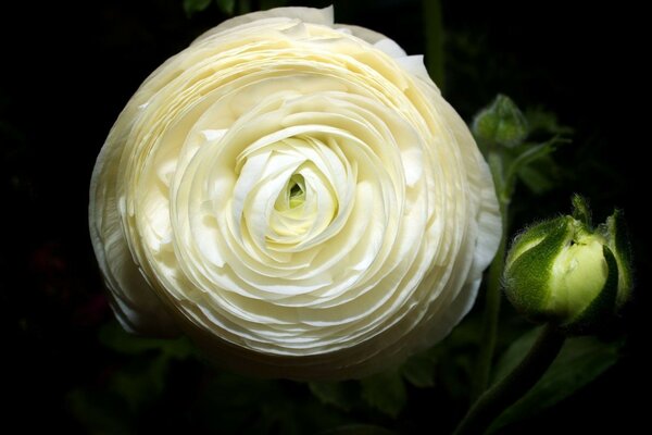 A white rose with a bud is looking at you