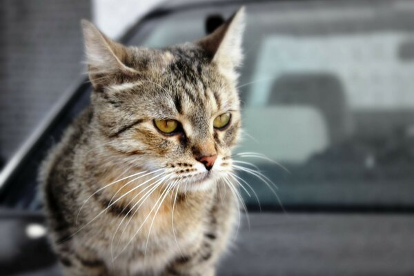 Die Katze ist im Auto. Tier. Nette