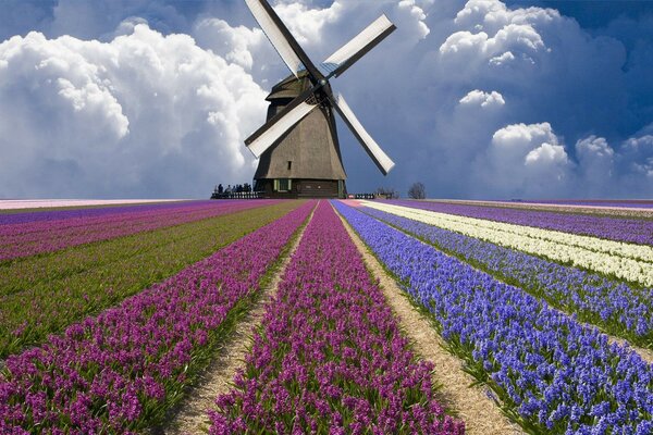 A large windmill stands on the field