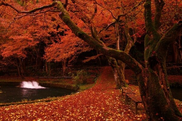 A park with a lake and fallen leaves