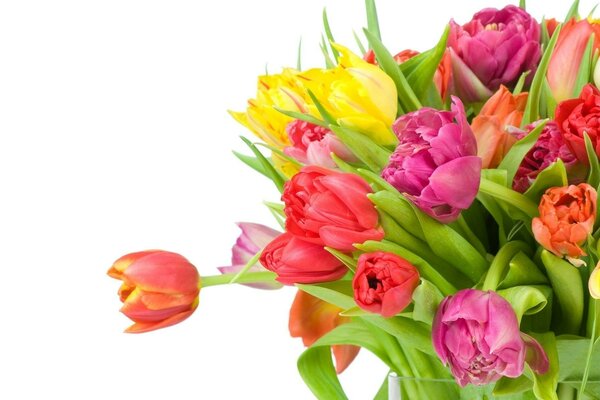 Bouquet de tulipes pour la fête des femmes