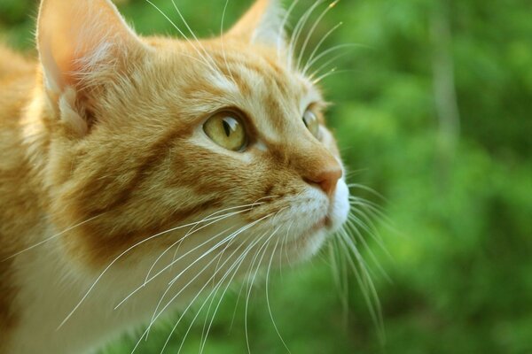 El hocico de un gato rojo con ojos amarillos