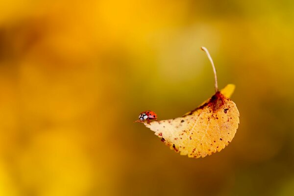 Marienkäfer Insekt Käfer Herbst Herbst Blatt