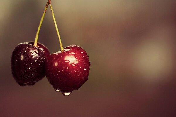 Deliciosas cerezas jugosas en rocío