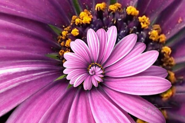 Beautiful purple flower summer